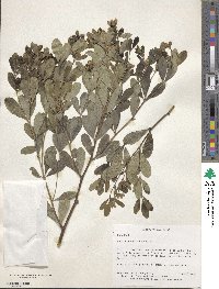 Baptisia sphaerocarpa image