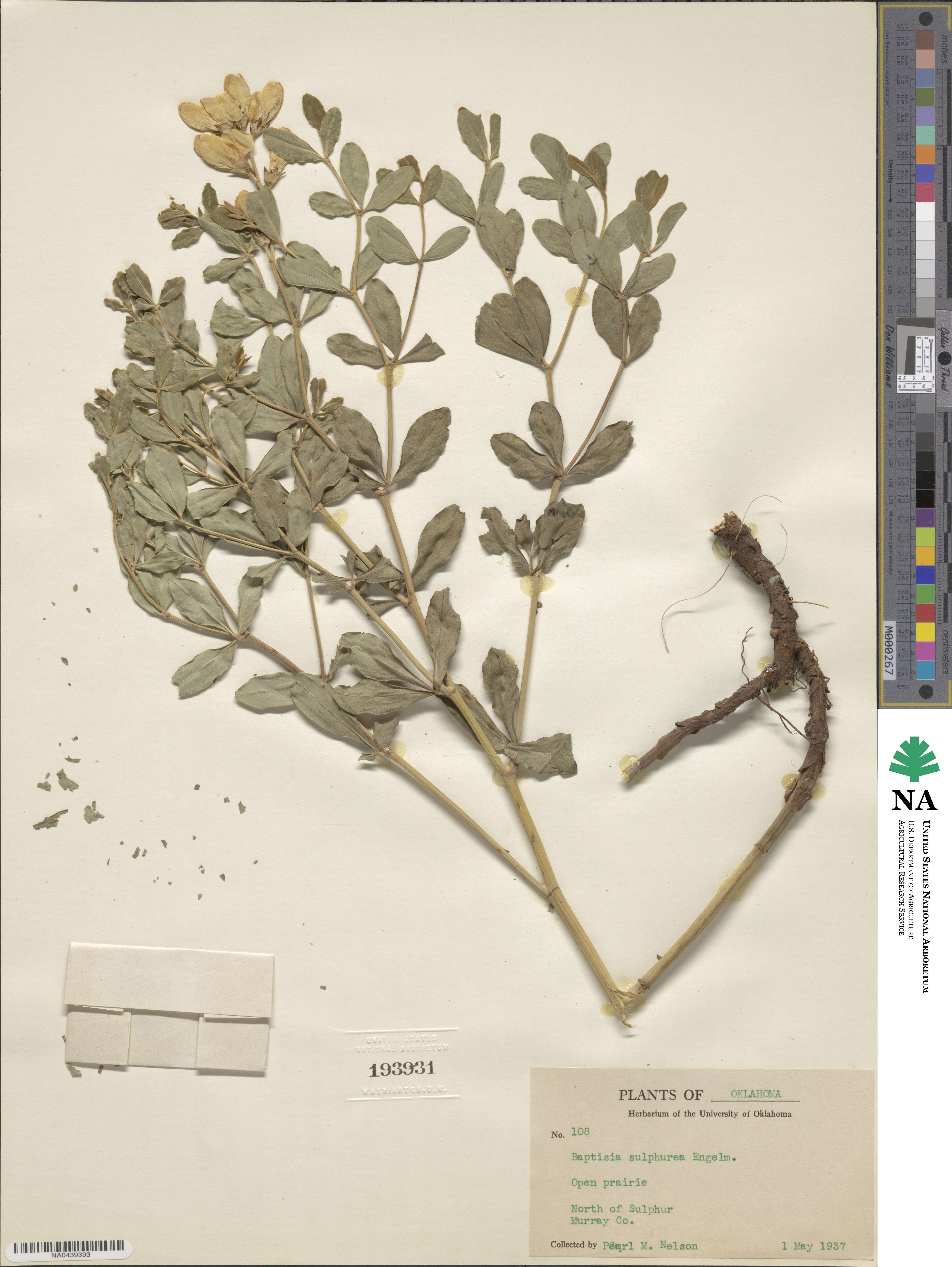 Baptisia × sulphurea image