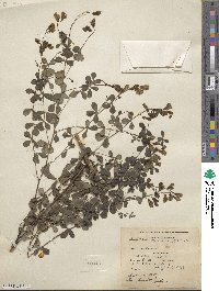 Baptisia tinctoria image