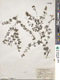 Baptisia tinctoria image