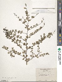 Baptisia tinctoria image