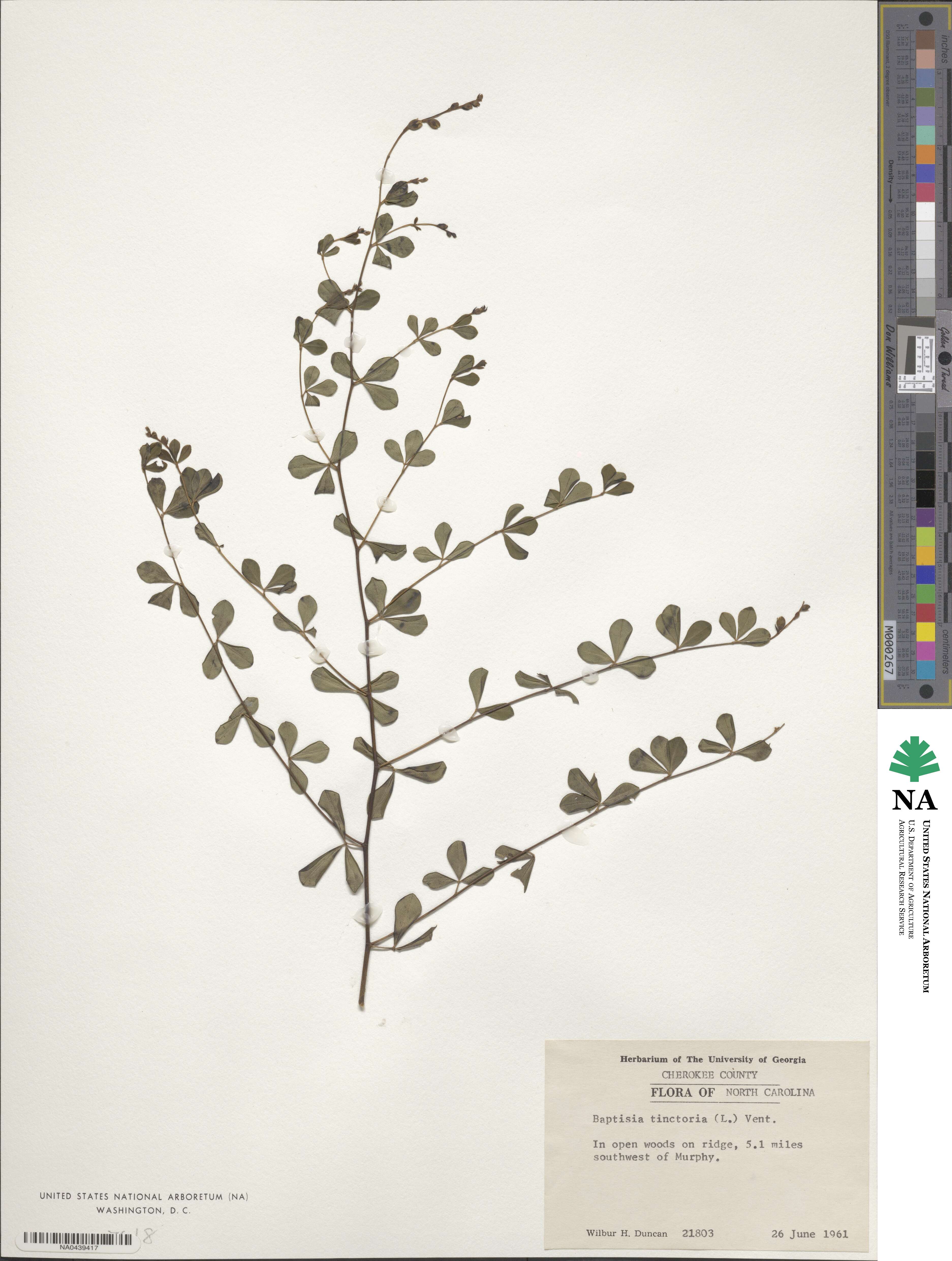 Baptisia image