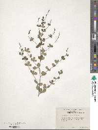 Baptisia tinctoria image