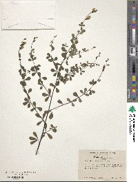 Baptisia tinctoria image