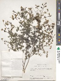 Baptisia tinctoria image