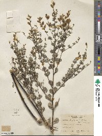 Baptisia tinctoria image