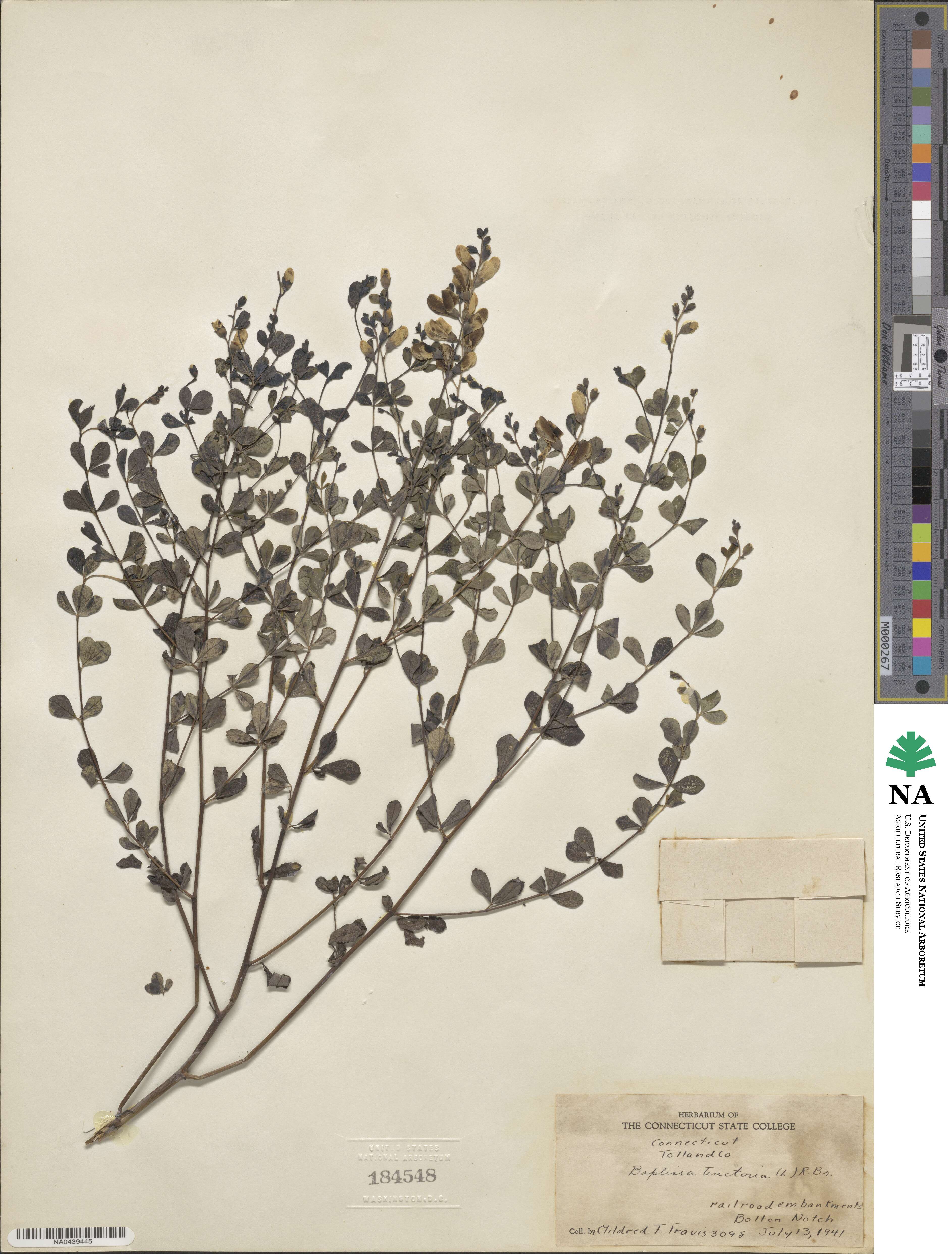 Baptisia tinctoria image