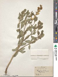 Baptisia sphaerocarpa image