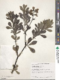 Baptisia australis image