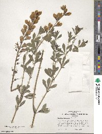 Baptisia australis image