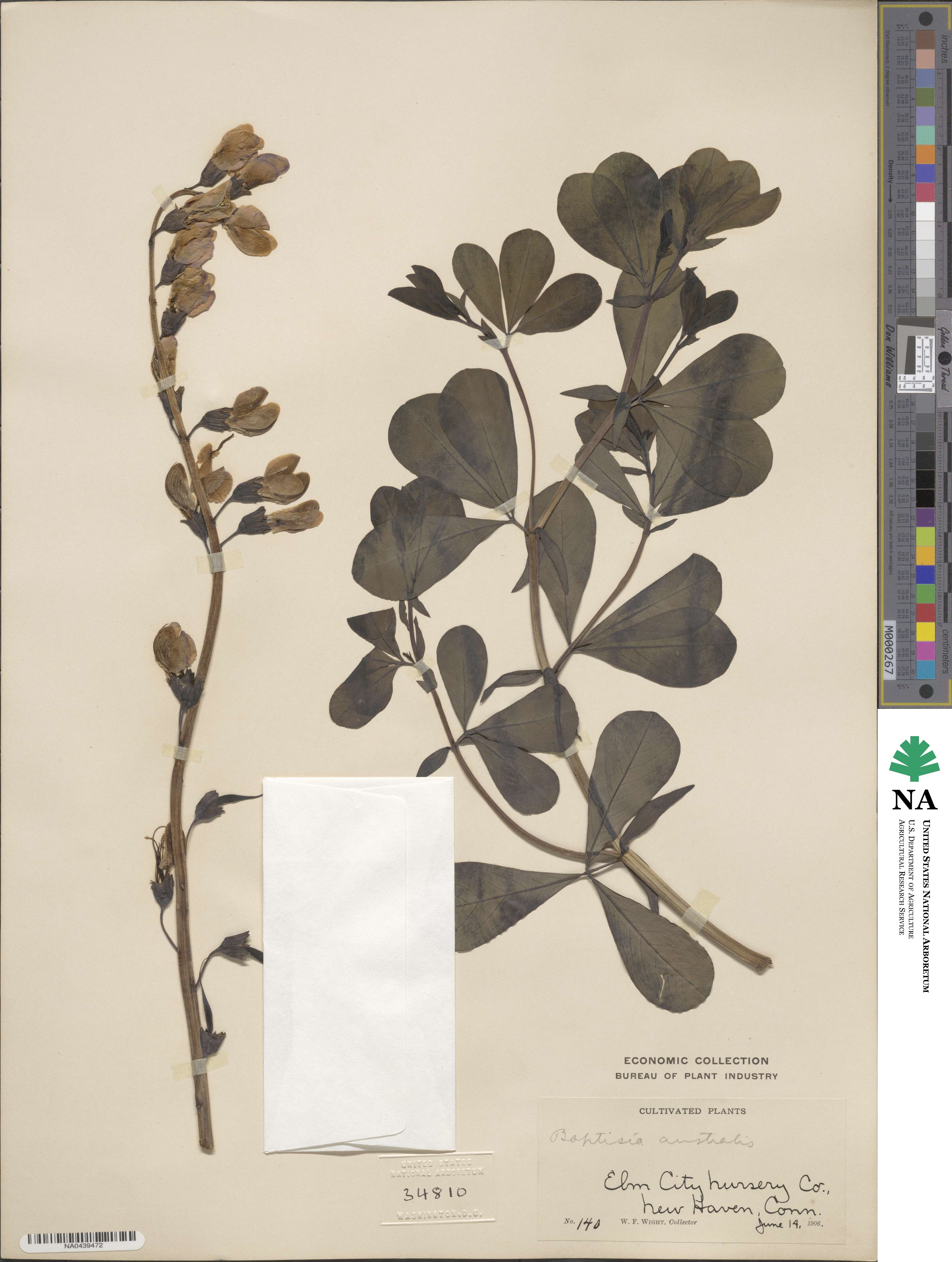 Baptisia australis image