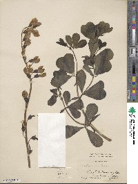 Baptisia australis image