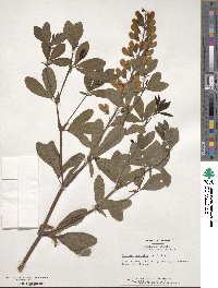 Baptisia australis image