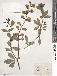 Baptisia australis image