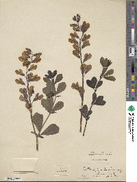 Baptisia australis image