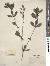 Baptisia australis image