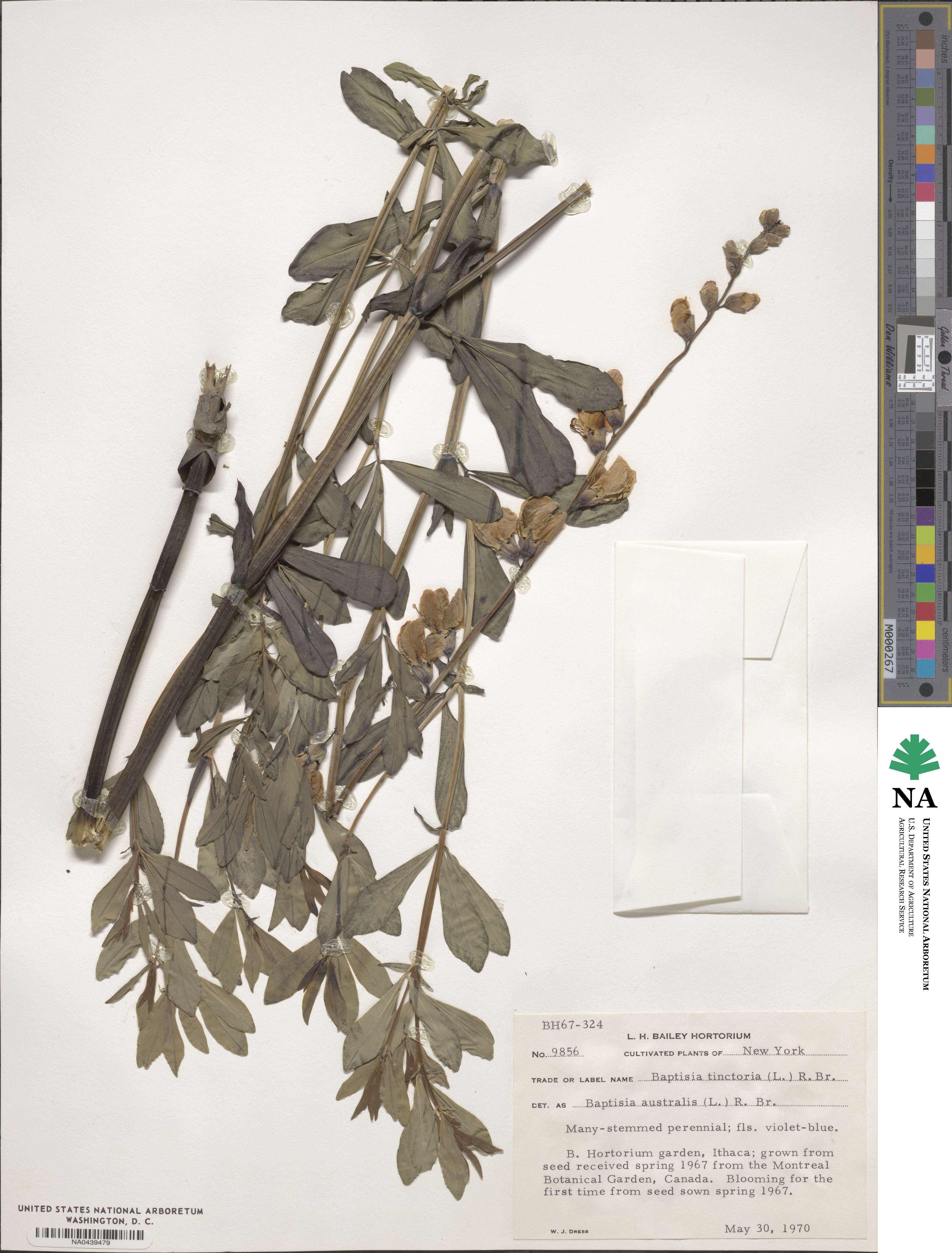 Baptisia australis image