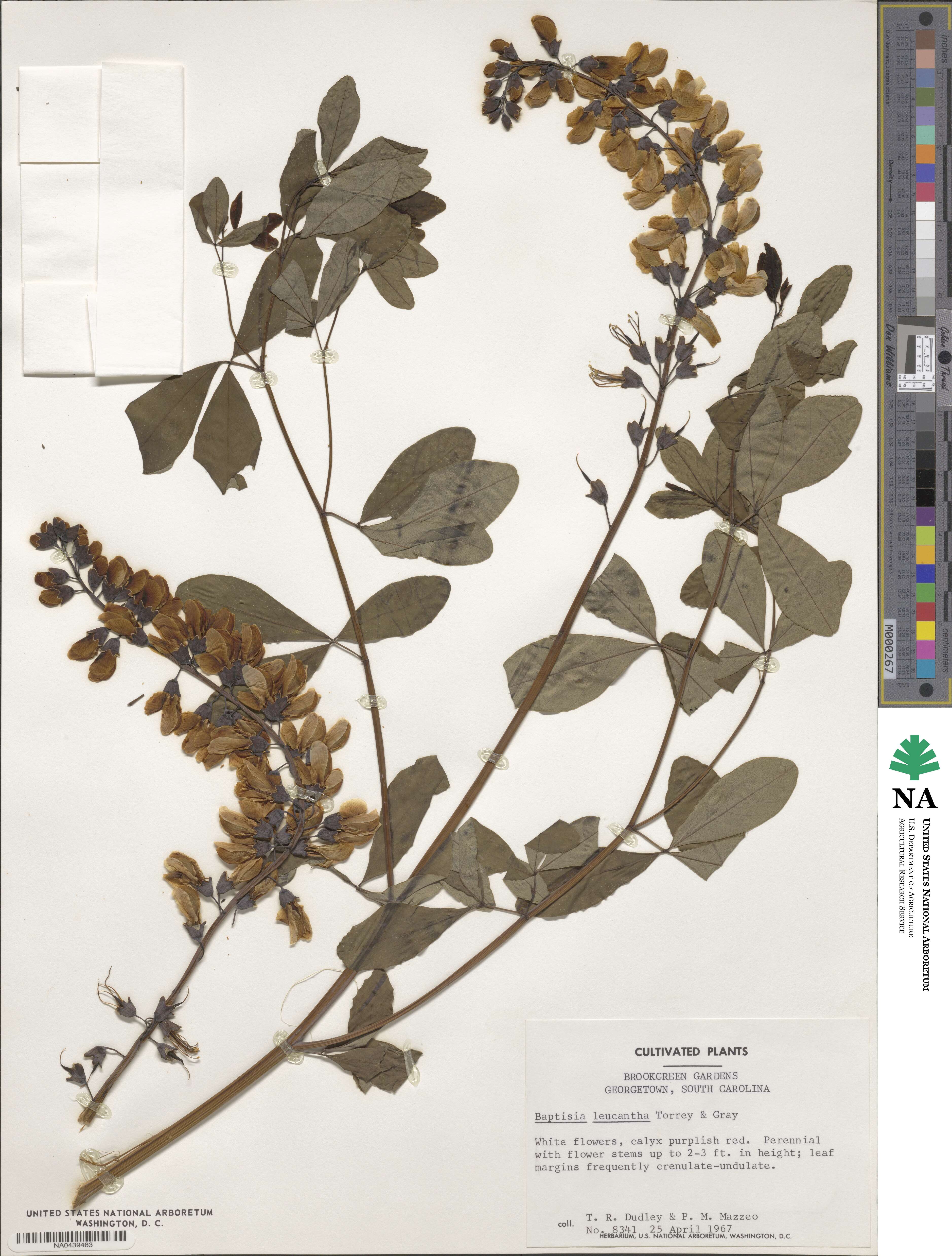 Baptisia alba var. macrophylla image