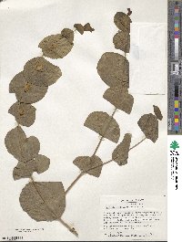 Baptisia perfoliata image