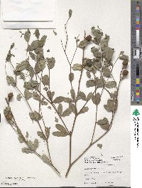 Baptisia sphaerocarpa image