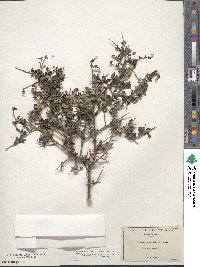 Pickeringia montana image