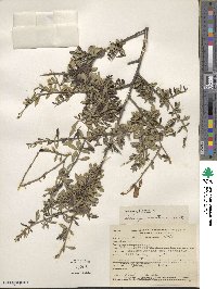 Pickeringia montana image