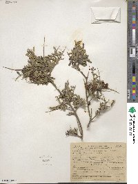 Pickeringia montana image