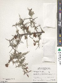 Pickeringia montana var. tomentosa image