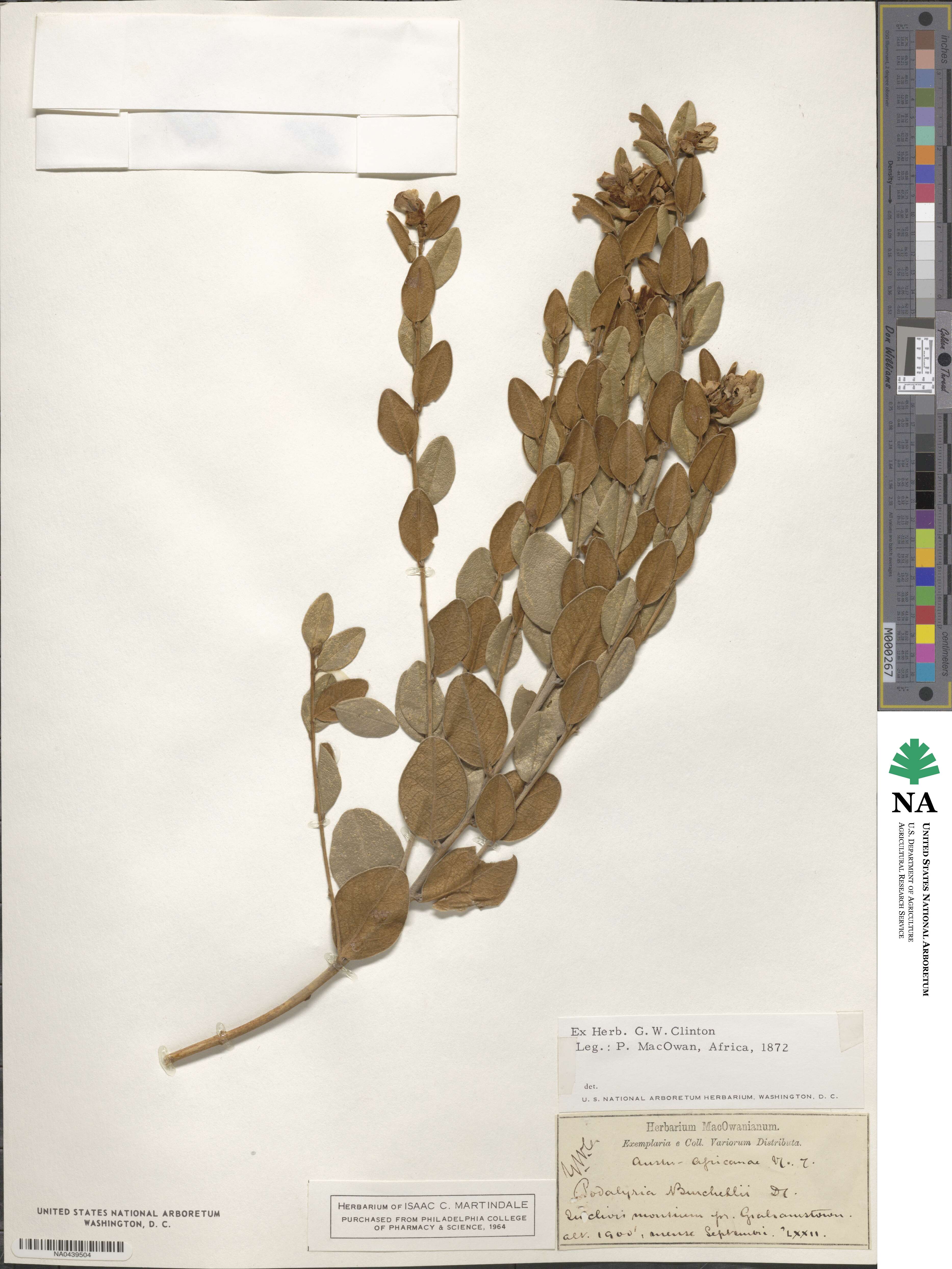 Podalyria burchellii image