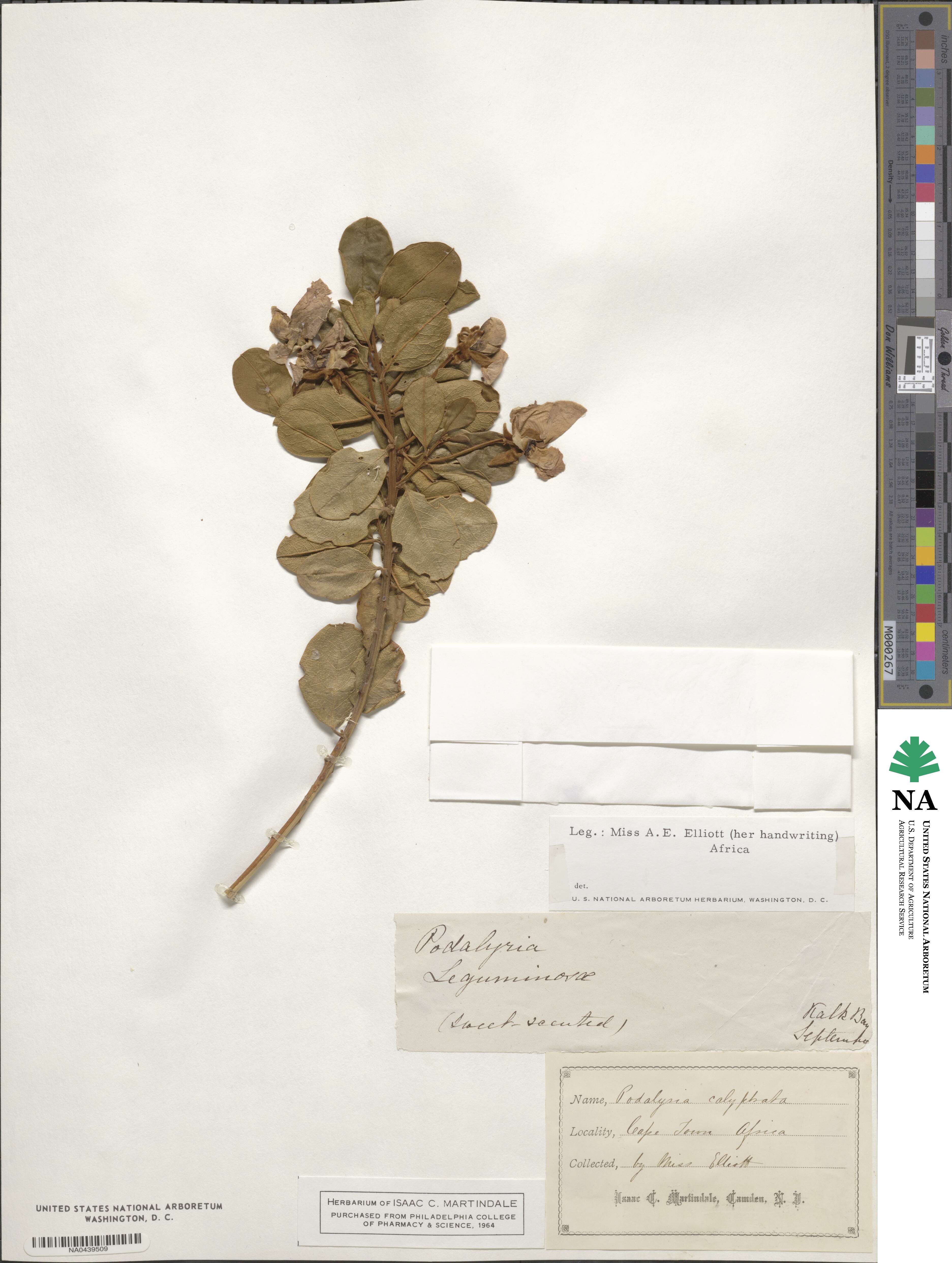 Podalyria calyptrata image