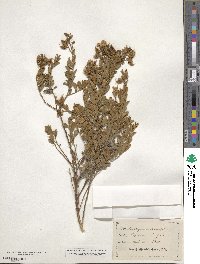 Image of Podalyria myrtillifolia