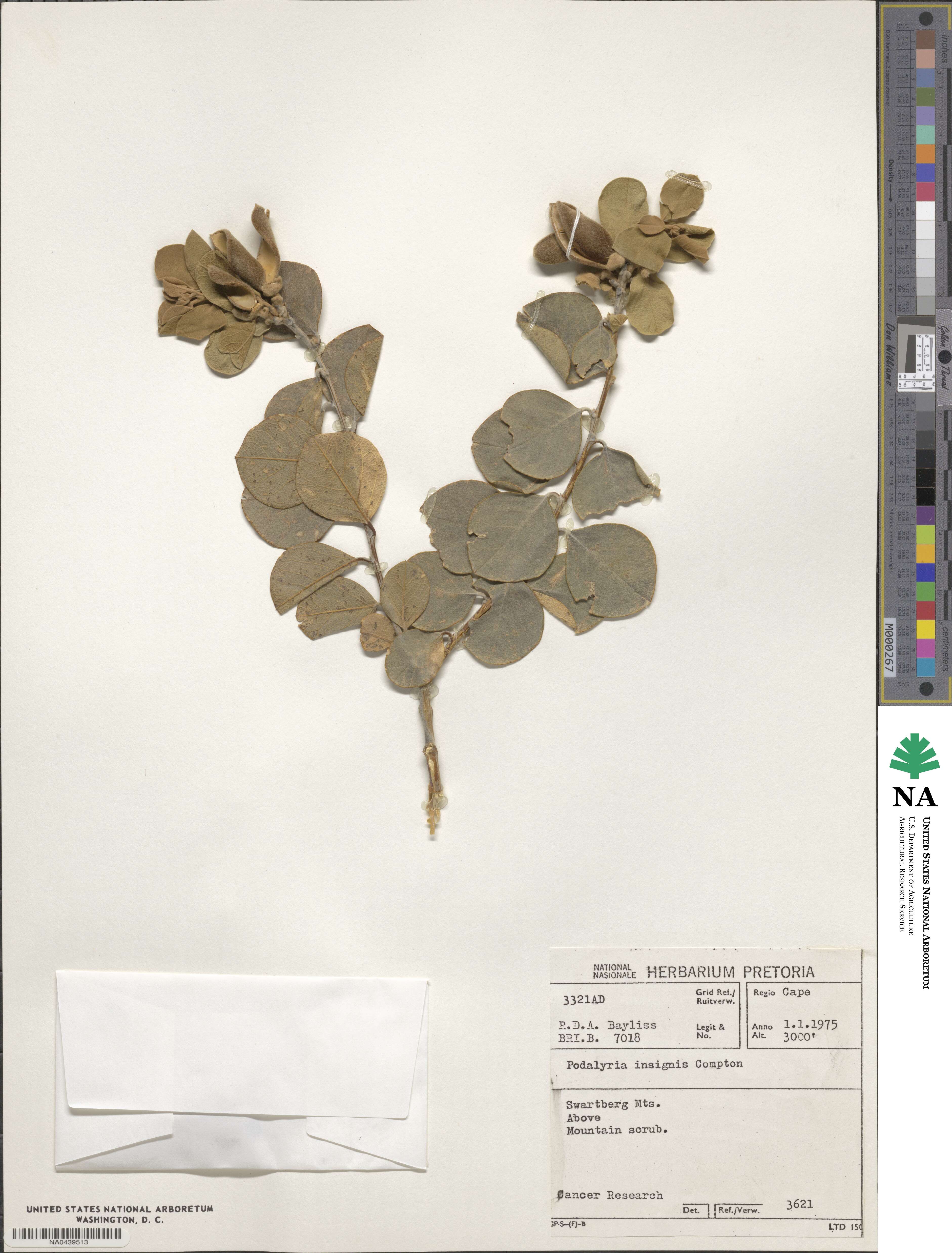 Stirtonanthus insignis image