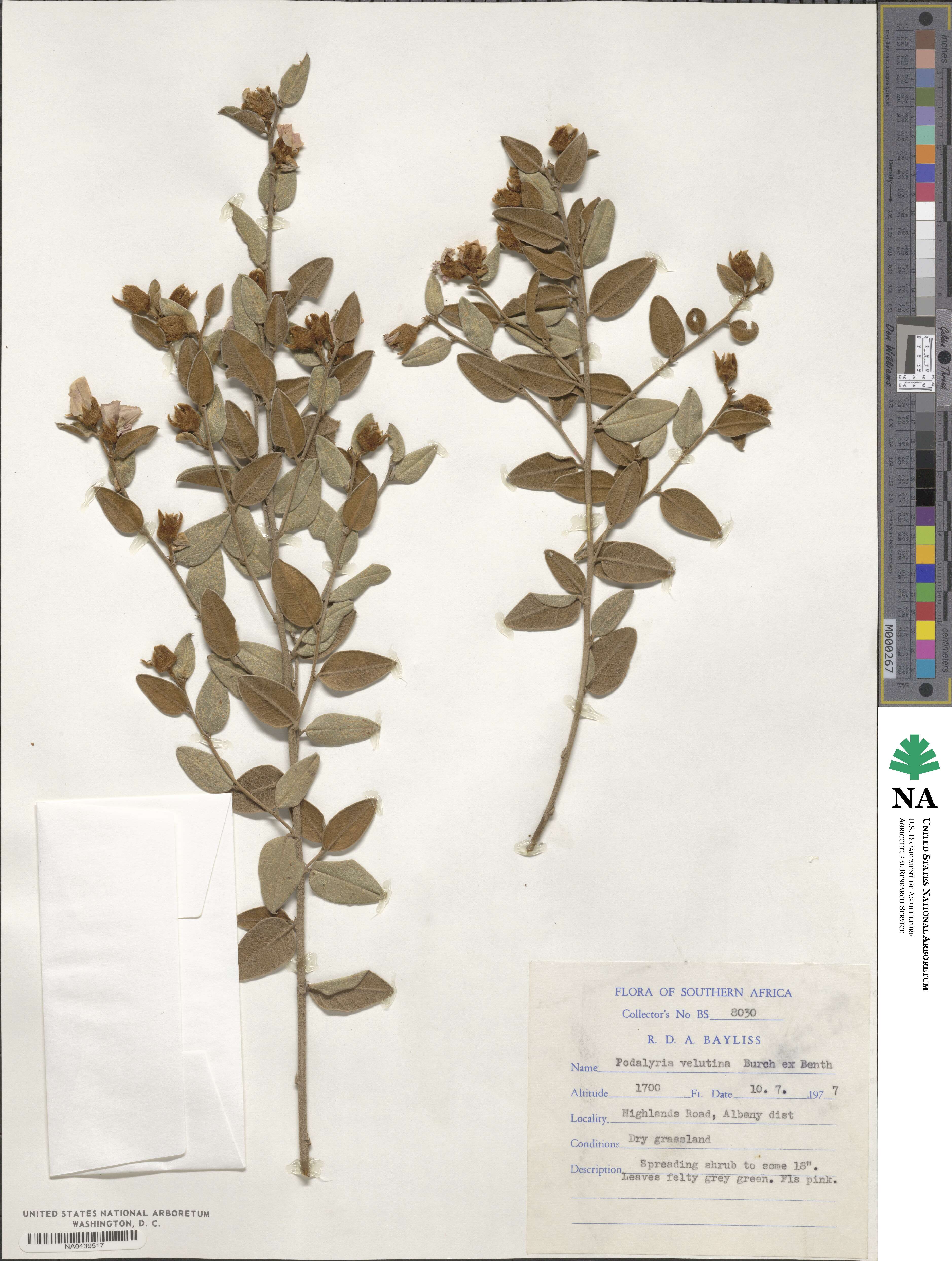 Podalyria burchellii image