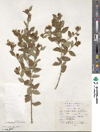 Podalyria burchellii image