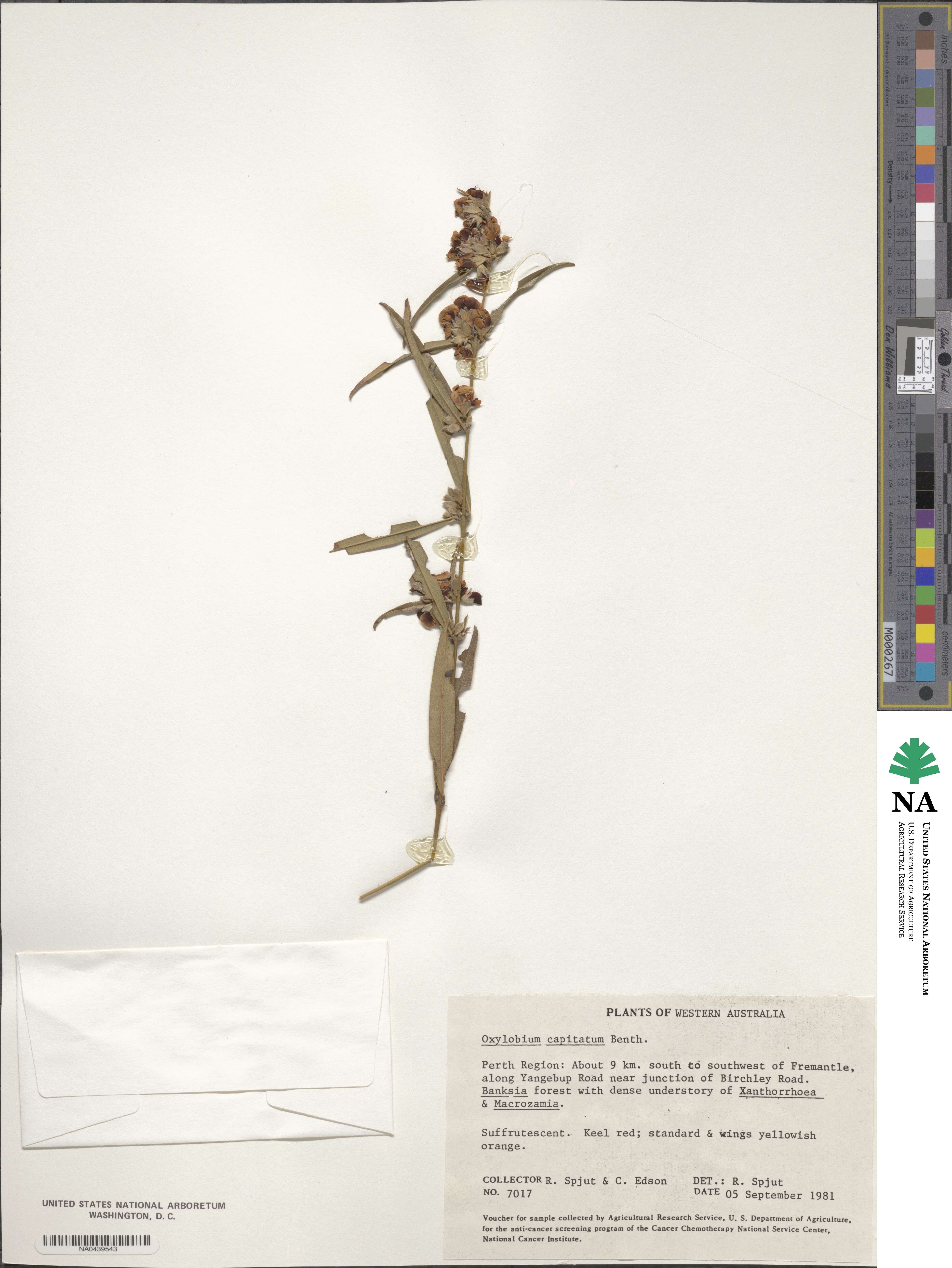 Gastrolobium capitatum image