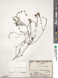 Image of Oxylobium cordifolium