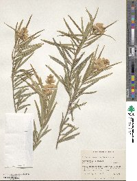 Callistachys lanceolata image