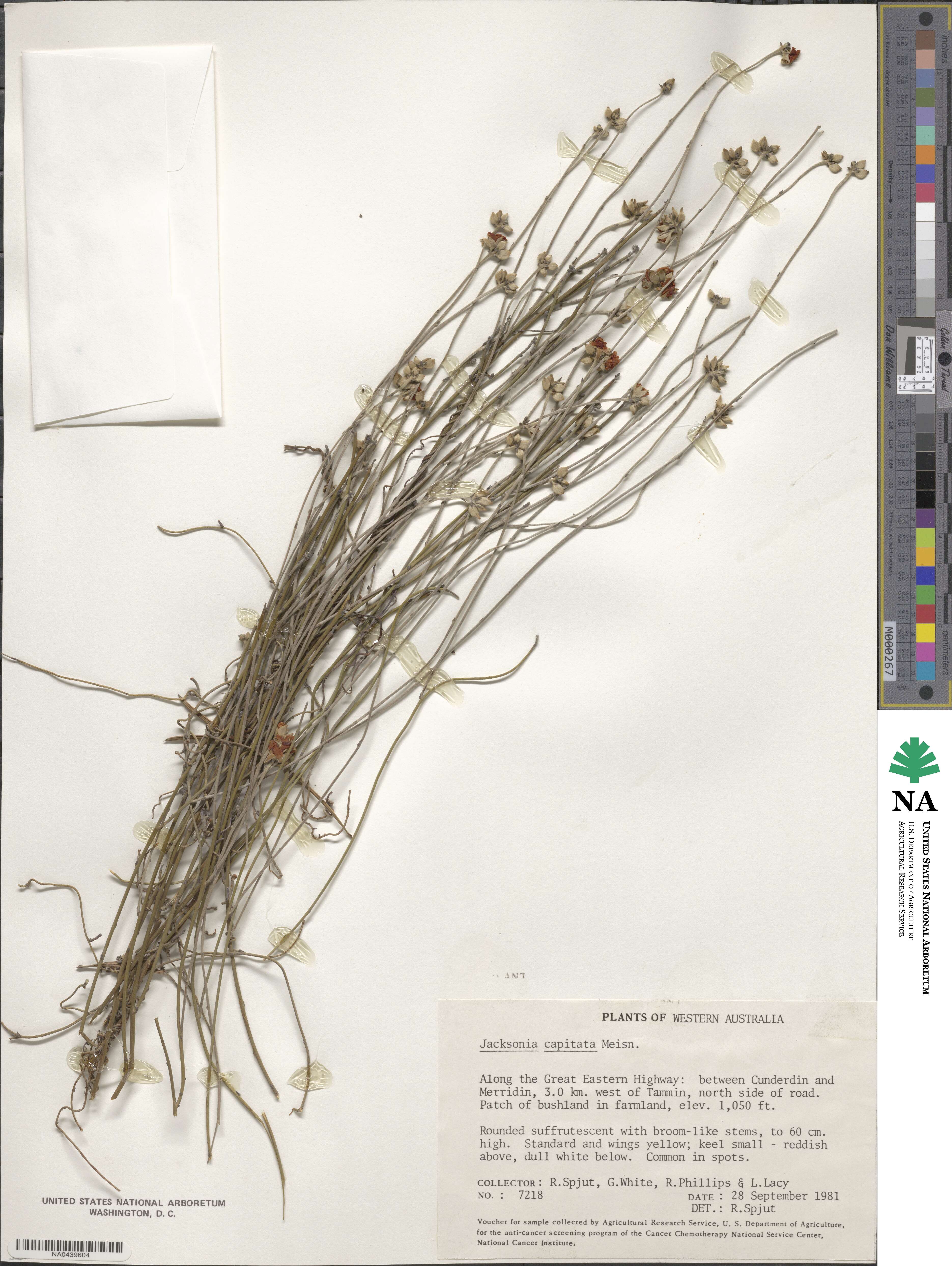 Jacksonia capitata image