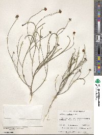 Image of Jacksonia capitata