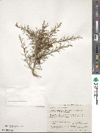 Image of Jacksonia hakeoides