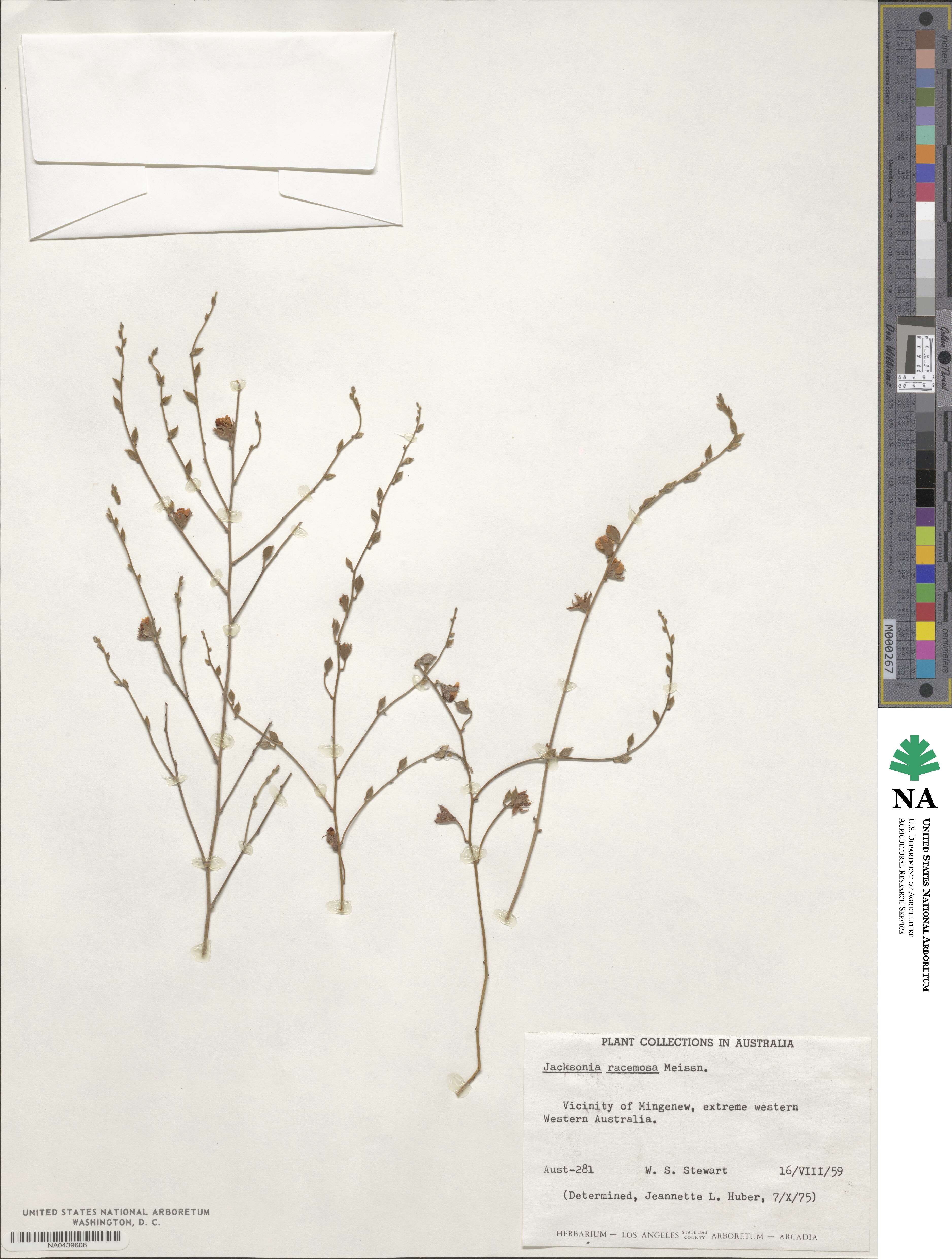 Jacksonia racemosa image