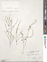 Image of Jacksonia racemosa