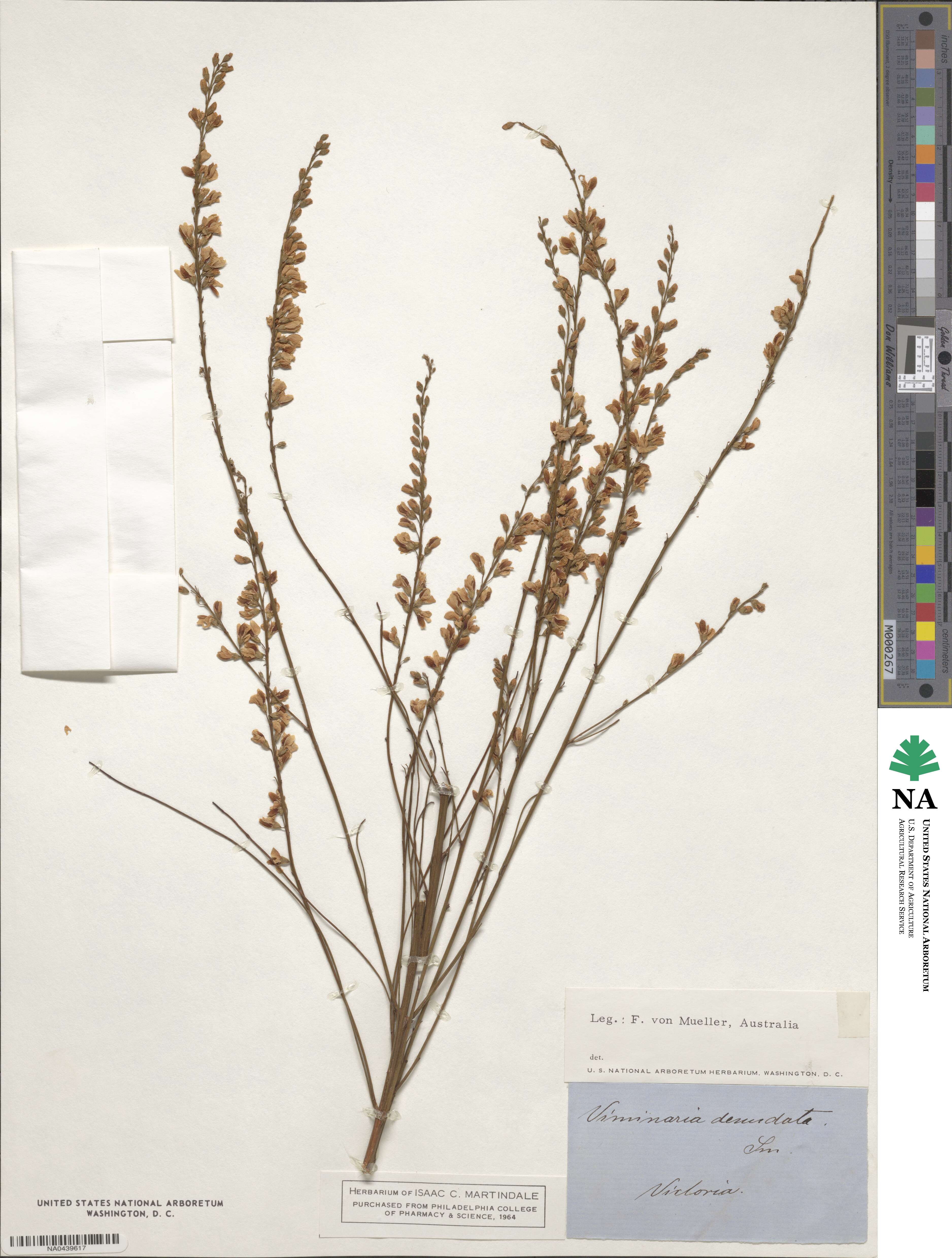 Viminaria juncea image