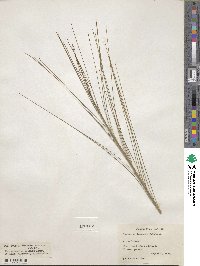 Viminaria juncea image