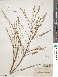 Viminaria juncea image