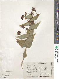 Daviesia cordata image