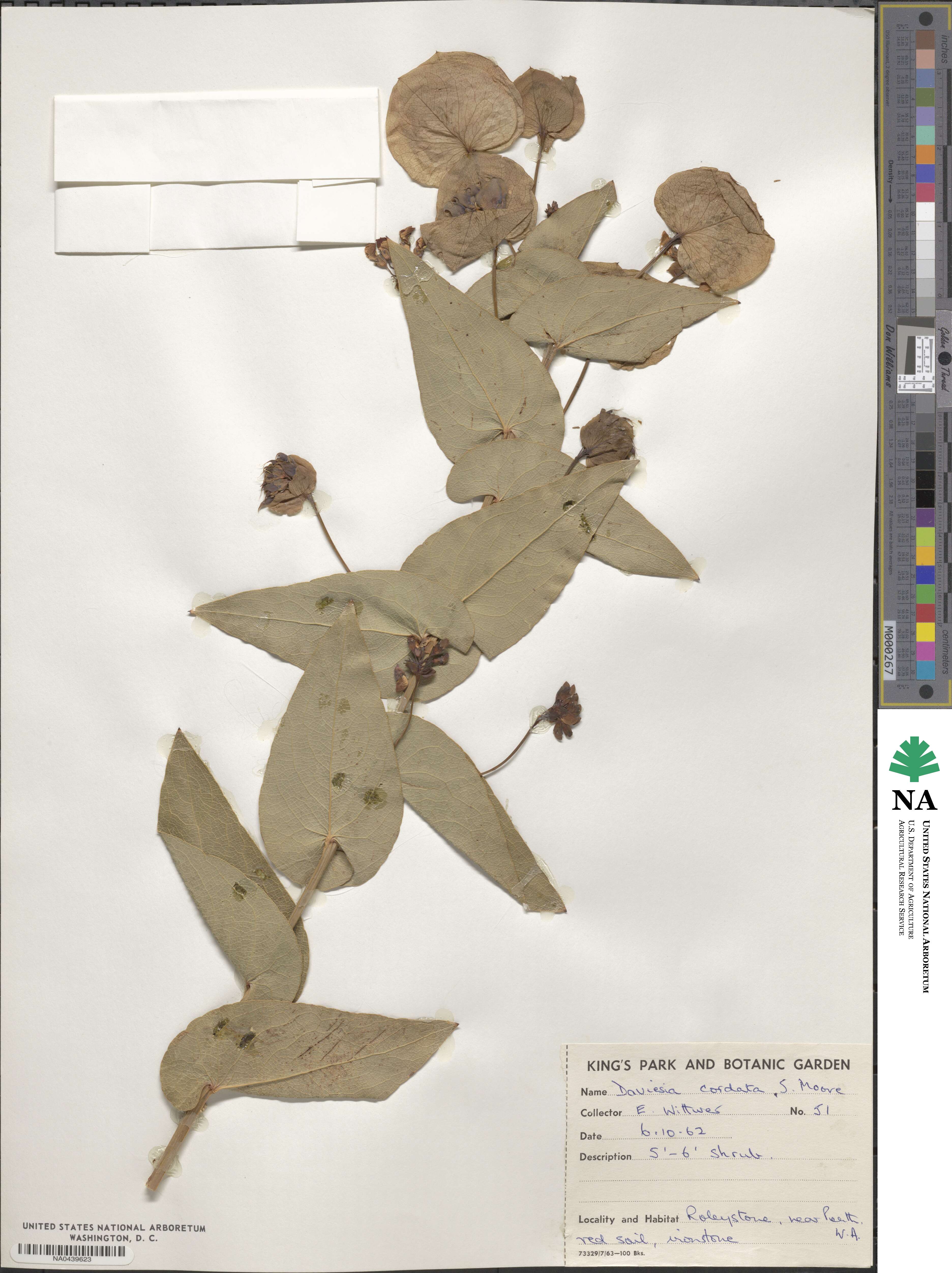 Daviesia cordata image