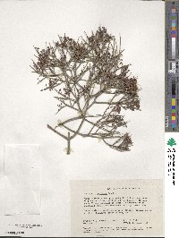 Daviesia divaricata image