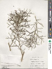 Daviesia divaricata image