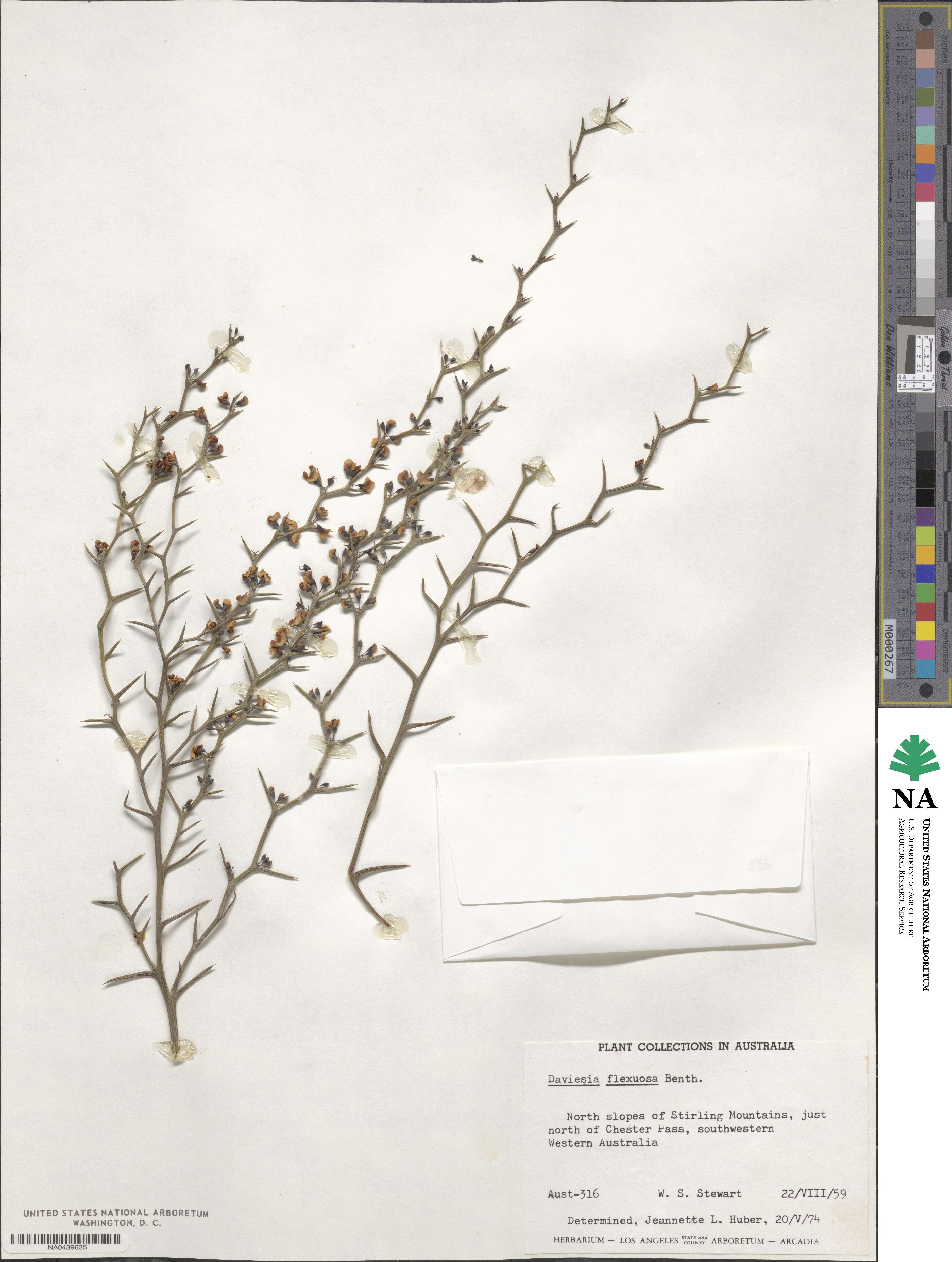 Daviesia flexuosa image